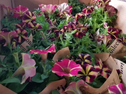 פטוניות מפליות עטופות נייר בעציץ 12